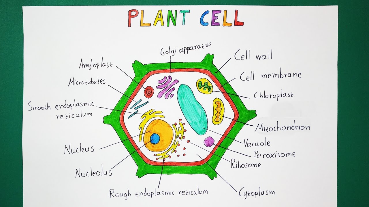 How To Draw Plant Cell Easy Draw A Plant Cell Plant Cell Diagram Easy ...