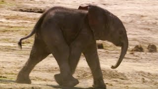 Baby Elephants First Water Trip | The Long Walk Home | BBC Earth