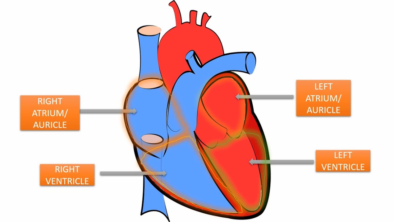 Parts Of The Human Heart And Their Functions Medicine - vrogue.co