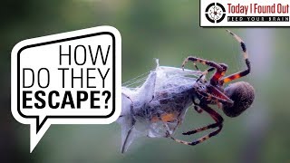 Why Don't Spiders Stick to Their Webs?