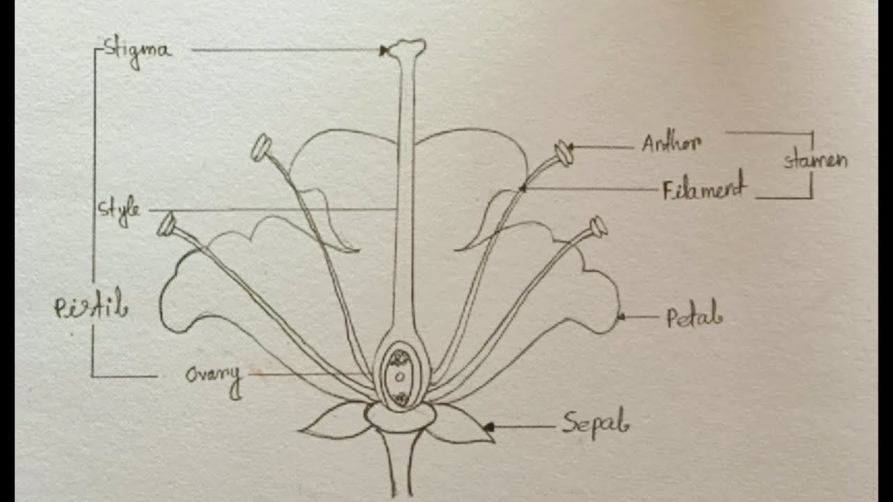 How To Draw A Labelled Diagram Of Longitudinal Section Of Flower ...