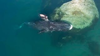 Whale Health Spa | Frozen Planet II | BBC Earth