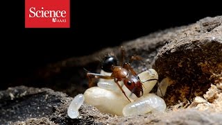 Ant Roles Can Be Controlled By Injection