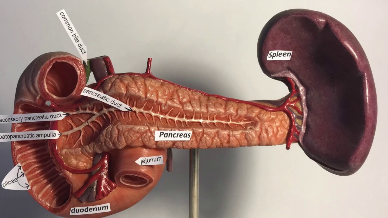 Pancreas Model Anatomy