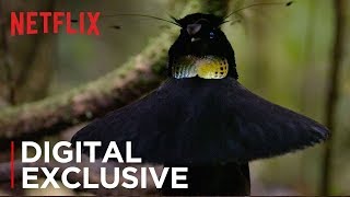 Our Planet | Birds Of Paradise | Exclusive Clip | Netflix