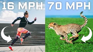 Why Humans Can't Run Cheetah Speeds (70mph) and How We Could | WIRED