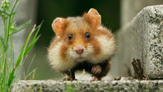 Adorable wild hamster stuffs in more than he can chew! | Seven Worlds, One Planet | BBC Earth