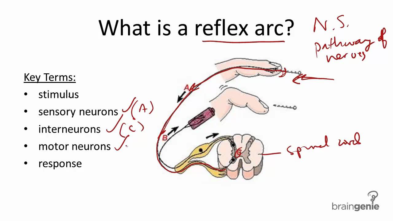 5 Components Of Reflex Arc