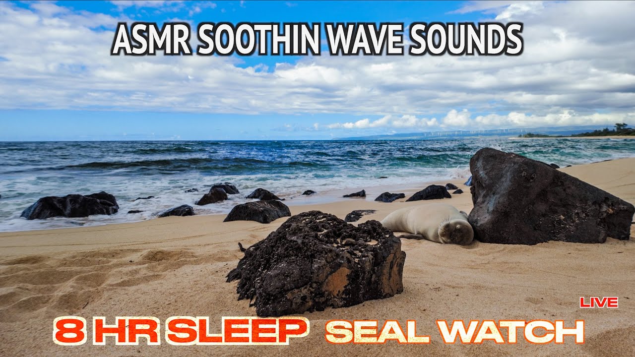 ASMR SLEEPING SEAL RELAXING WAVES Sounds. 8hr Sleep - YouTube