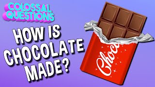 How Is Chocolate Made? | COLOSSAL QUESTIONS