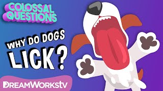 Why Do Dogs Lick Everything? | COLOSSAL QUESTIONS