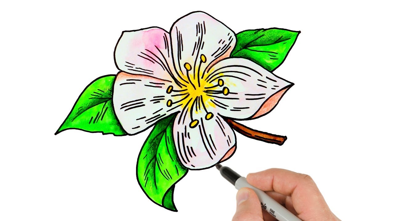 Apple Blossom Flower Drawing