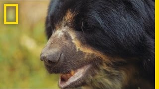 Saving South America’s Only Bear Species