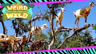 These Goats Climb Trees Like It's Their Job (Because It Is) | WEIRD IN THE WILD