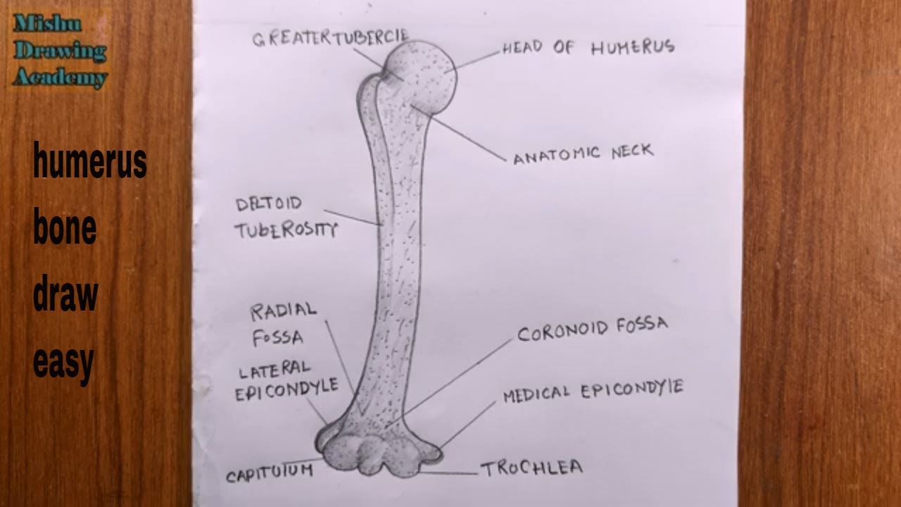 Humerus Bone Diagram image.