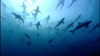 The Blue Planet Collection | Part 1 |  BBC Earth