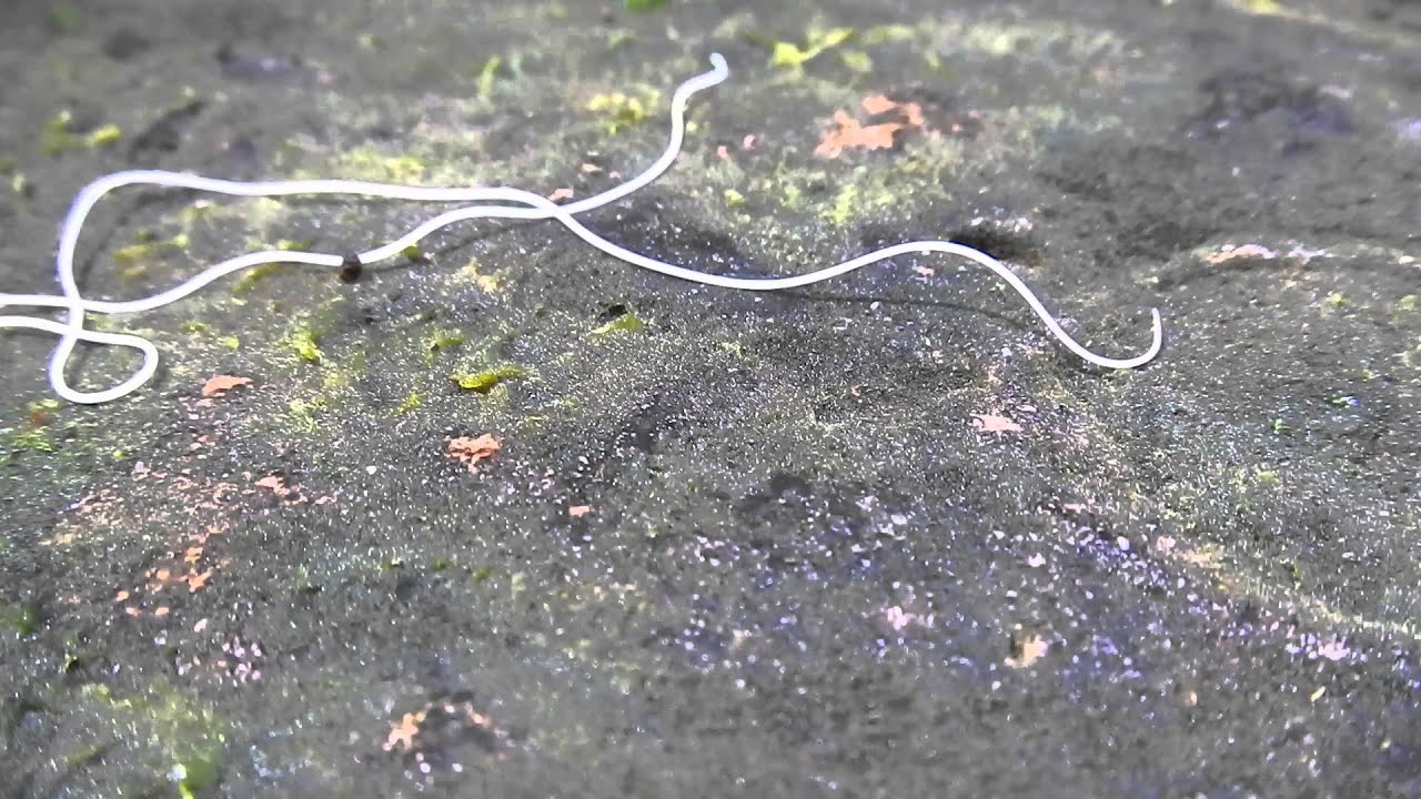 lmkasmarts.blogg.se - Long flat worms in cats