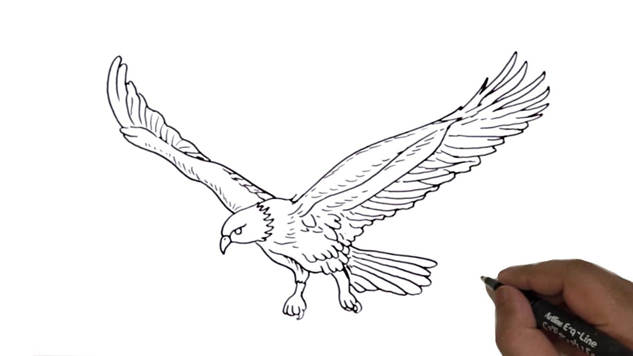 Simple Flying Eagle Drawing