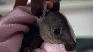 Caring for a Baby Wallaby | BBC Earth