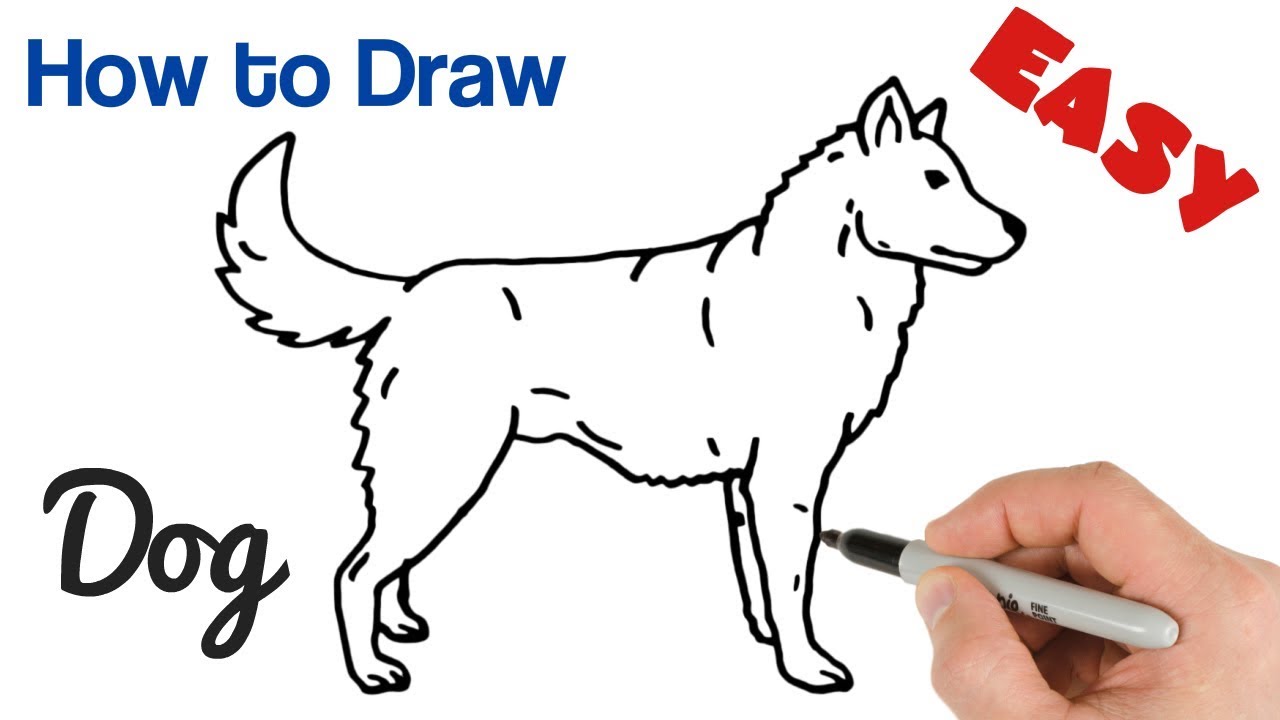 Step By Step Animal Drawing