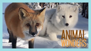 Arctic Fox, Red Fox