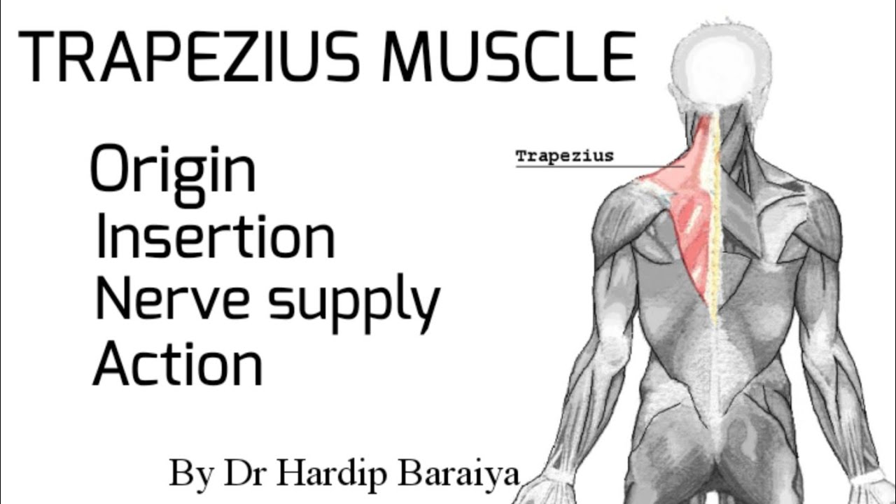 Trapezius Muscle Nerve Supply