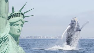 Humpback Whales Return To New York | Cities: Nature's New Wild | BBC Earth