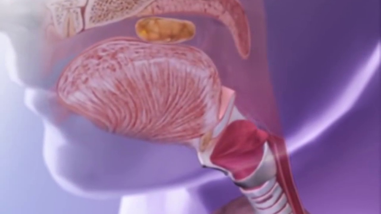 Epiglottis Animation