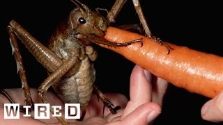 Absurd Creatures | Meet The Weta, An Insect As Big As A Gerbil