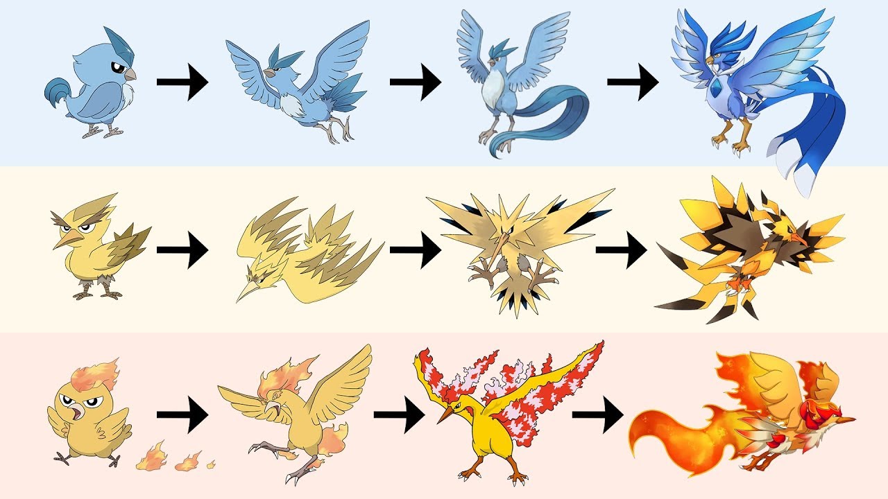 All Legendary Birds Evolution | Pokemon Gen 8 Fanart - YouTube