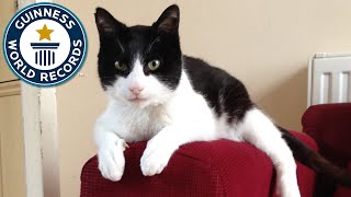 Loudest Purring Cat  Guinness World Records