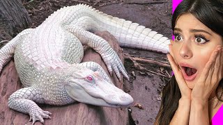 SUPER RARE ALBINO ANIMALS that actually exist