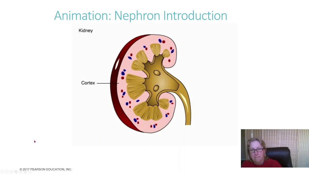 Excretion and Osmoregulation Part 2 - YouTube