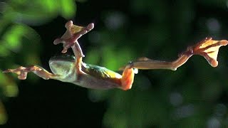 Gliding Leaf Frogs - Planet Earth - BBC Earth