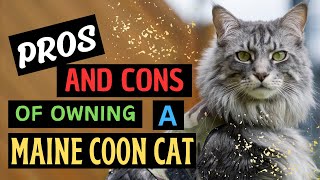 Should I Get A Maine Coon Cat As A Pet?