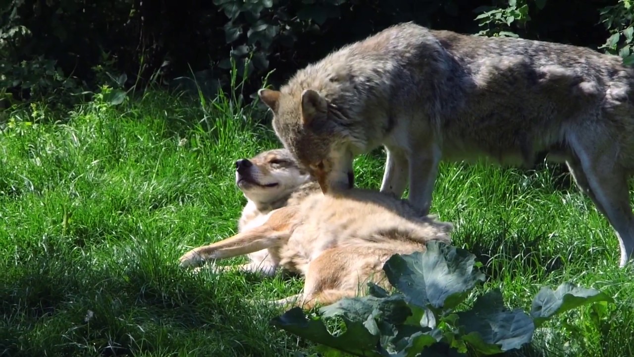 Wolves cuddling, friendly interaction. Schmusende Wölfe - YouTube