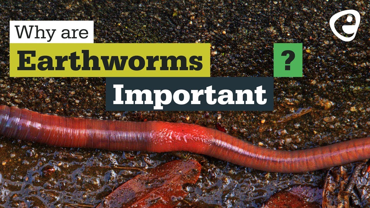 Why are earthworms important? - YouTube