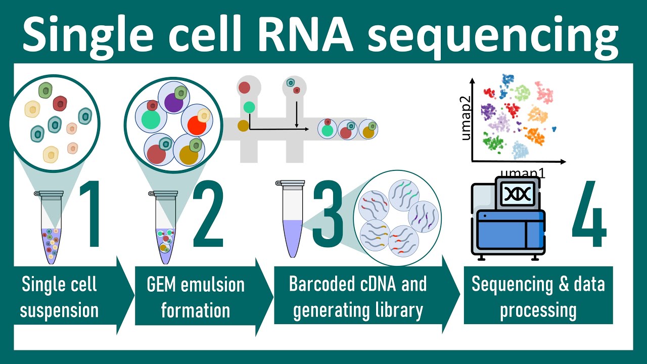 Single cell RNA sequencing overview | ScRNA seq vs Bulk seq | chemistry ...