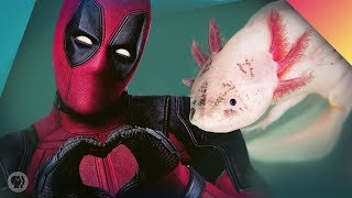 The Deadpool Salamander Can Regenerate Entire Limbs