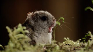 Filming Flying Squirrels at Night | Eden: Untamed Planet | BBC Earth