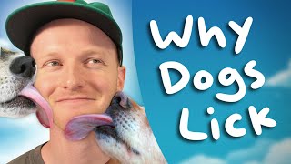 Why dogs lick people?  - What it REALLY means | (Wow x100)