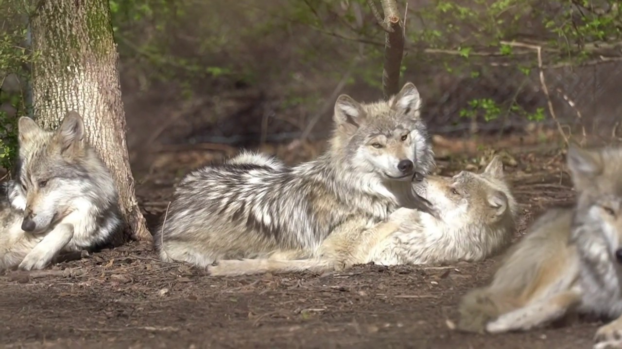 Adorable Wolves Engage in Aggressive Cuddling - YouTube