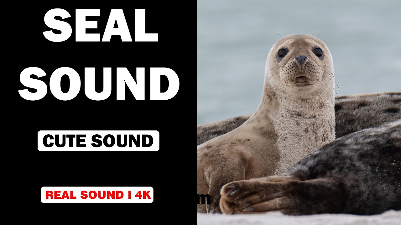 Real Seal Sounds | High Quality | Cute Seal Sound Experience! | 4K ...