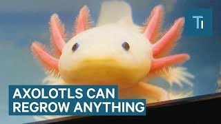 An Axolotl Is An Incredible Creature That Can Regenerate Its Brain And Heart