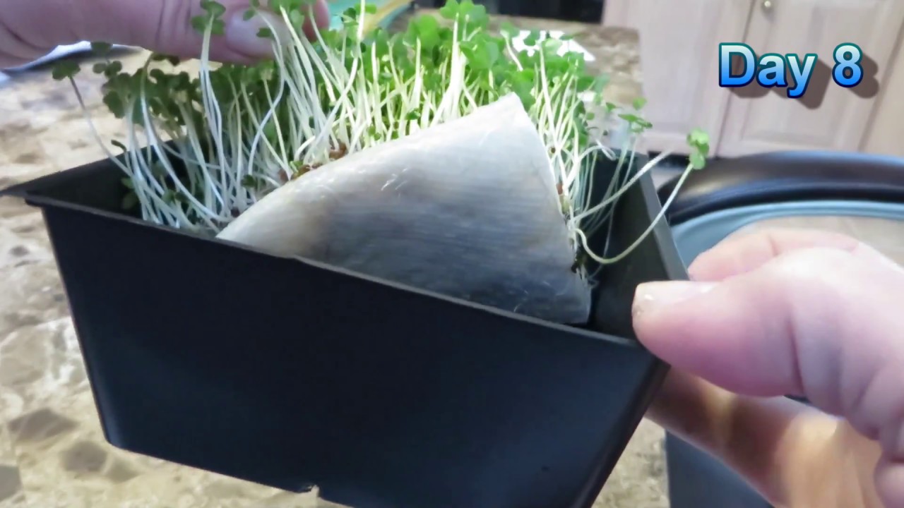 How to Grow Broccoli Microgreens Without Soil!