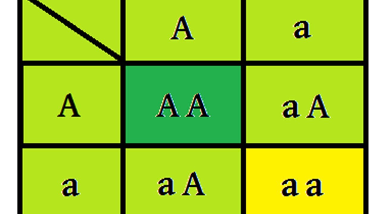 Tablas De Punnett Las Tablas O Cuadros De Punnett Son Un Diagrama | The ...