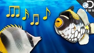 How Do Fish Talk To Each Other?