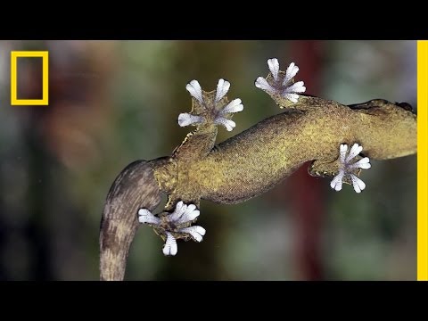 Gecko Feet: How Do They Stick To Walls?