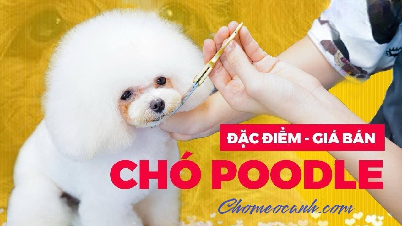 Chó Poodle Tiny, Toy, Teacup, khổng lồ con màu đen, trắng, xám ...