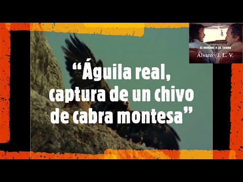 Águila real, captura de un chivo de cabra montesa – Félix Rodríguez de la  Fuente. - YouTube